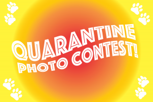 quarantine contests
